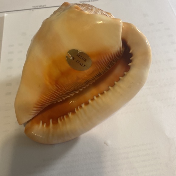 Hand carved conch seashell - Picture 4 of 5